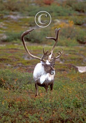 Bull Caribou 2 DM0097